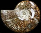 Cleoniceras Ammonite Fossil - Madagascar #41650-1
